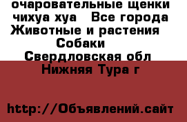 очаровательные щенки чихуа-хуа - Все города Животные и растения » Собаки   . Свердловская обл.,Нижняя Тура г.